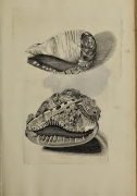 Rhombis dentalis