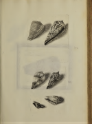 Rhombis fasciatis