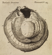 Anatomie Pecten - Crédit Royal academy