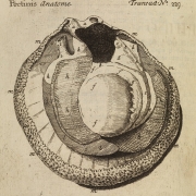 Anatomie Pecten - Crédit Royal academy