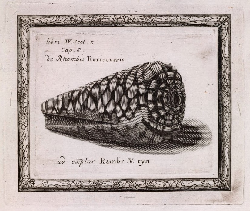 Rhombis reticulatis (conus marmoreus) - the Royal Society London