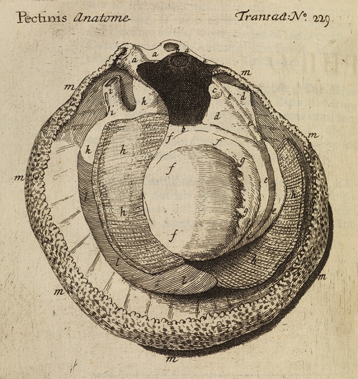 Anatomie Pecten - Crédit Royal academy