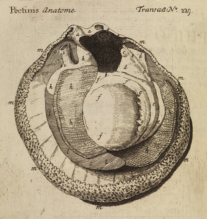 Anatomie Pecten - Crédit Royal academy