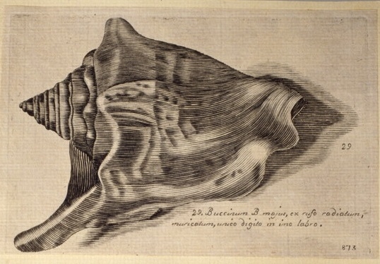 Strombis tricornis