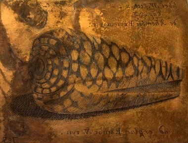 Plaque de cuivre gravée pour Rhombis reticulatis (conus marmoreus)