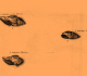 Suzanna et Anna Lister (1692) - Exemple de fossiles du Lutétien du bassin parisien "a sabuletis juxta Parisias" (extrait des sables des environs de Paris) ou "a sabuletis Parisiens" (extrait des sables Parisiens)