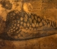 Plaque de cuivre gravée pour Rhombis reticulatis (conus marmoreus)