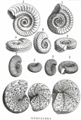 'Ophioïdes'