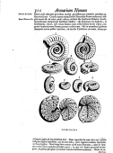 'Ophioïdes'