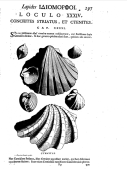 'Conchites striatus et Ctenites'