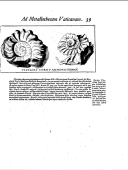 'Forme de corne d'Ammon'