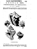 'Porphyroïdes et muricites'