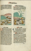 "Tractatus de pescibus" - Murix le murex