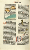 "Tractatus de pescibus" - Ostrea l'huitre