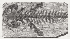 Johan Scheuchzer - Homo diluvii testis - Bois gravé 1893.