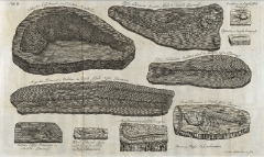 Planche II - Piscium querelae et vindiciae - 1708