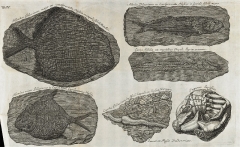 Planche IV - Piscium querelae et vindiciae - 1708