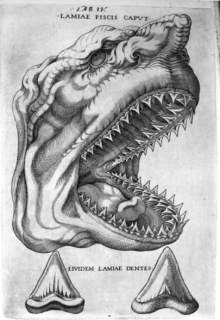 \"Canis Carchariae dissectum caput \" pl4 - Stenon - Crédit BIU santé Médecine Paris