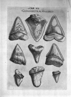 \"Canis Carchariae dissectum caput \" pl6 - Stenon a reproduit cette planche initiale de Michele Mercati in \'Metallotheca Vaticana \' gravée vers 1590 qui ne paraîtra qu\'en 1717  (voir cet auteur) - Crédit BIU santé Médecine Paris