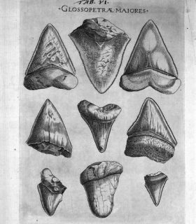\"Canis Carchariae dissectum caput \" pl6 - Stenon a reproduit cette planche initiale de Michele Mercati in \'Metallotheca Vaticana \' gravée vers 1590 qui ne paraîtra qu\'en 1717  (voir cet auteur) - Crédit BIU santé Médecine Paris