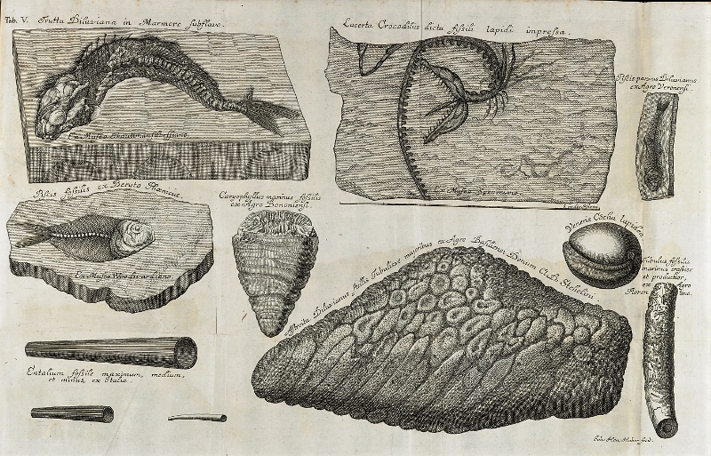 Planche V - Piscium querelae et vindiciae - 1708