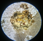 L11518RepA-LPNAobj10