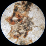 L11518RepFG-LPNAx25