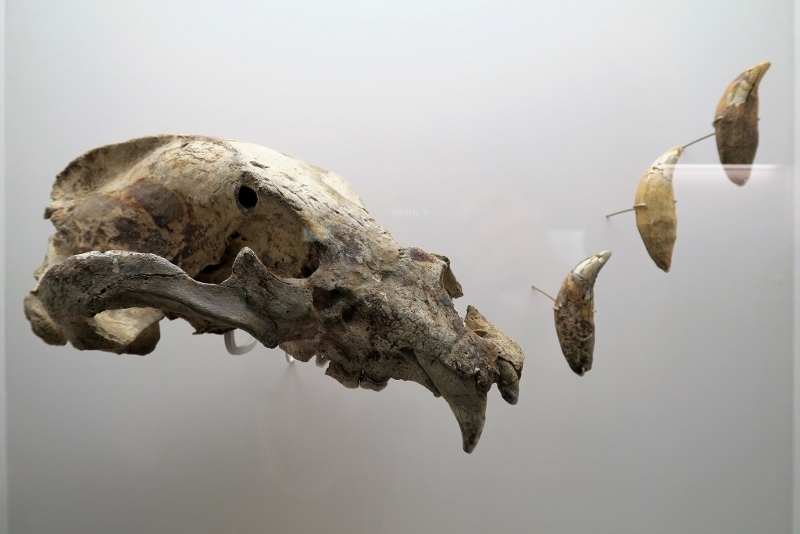 Crane d'ours et dents - expo temporaire l'ours dans l'art préhistorique