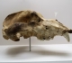 Crâne d'ours - expo temporaire l'ours dans l'art préhistorique