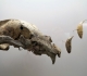 Crane d'ours et dents - expo temporaire l'ours dans l'art préhistorique