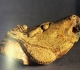Tête de cheval hennissant - Grotte du Mas d'Azil - Magdalénien - Photo MAN la collection Piette
