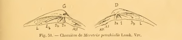 Charnière hétérodonte de Meretrix petechialis - famille Veneridae idem Meretrix lusoria - Cossmann - Cat illustré appendice 5
