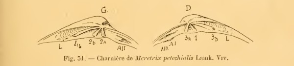 Charnière hétérodonte de Meretrix petechialis - famille Veneridae idem Meretrix lusoria - Cossmann - Cat illustré appendice 5