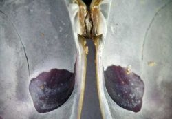 Charnière d'un bivalve, en haut au centre le ligament de charnière entouré par  les dents cardinales, en violet sur chaque valve interne la trace d’insertion des muscles adducteurs - © Zoom nature