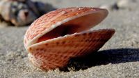 Une coquille bivalve - © Bernard Spragg