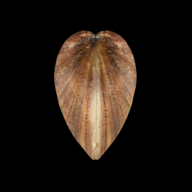 Meretrix lusoria - httpsffish.asia