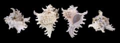 Chicoreus ramosus (Linnaeus,1754) - Muricidae - © Didier Descouens