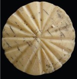 Disque à 16 raies  -coquille non nacrée - Mari -  © Couturaud 2013