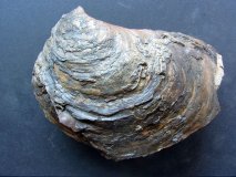 Isognomon isognomon (Lightfoot,1786)
