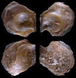 Isognomon legumen (Gmelin,1791) - Worms