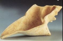 Objet de libation (ou lampe à huile ?) - Murex évidé de sa columelle - "Mésopotamie et Golfe, réflexions sur les modalités d'échanges de matériaux de prestige au IIIe millénaire av. J.-C. - © Barbara Couturaud