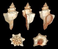Pleuroploca trapezium (Linnaeus,1758) - Fasciolariidae - © H. Zell