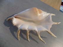 Lambris truncata sebae (Kiener, 1843) - Strombidae