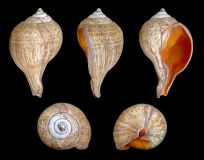 Turbinella pyrum (Linnaeus, 1758) - Turbinellidae - © H.-Zell-