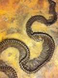 messel 2013 - Palaeopython - Photo jacques Dillon