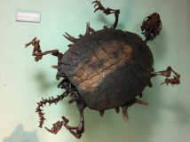 messel 2013 - Allaeochelys .. (tortue) - Photo jacques Dillon