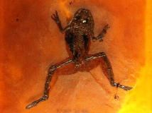 messel 2013 - Eopelobates wagneri - Photo jacques Dillon