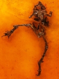 messel 2013 - Eopelobates wagneri - Photo jacques Dillon