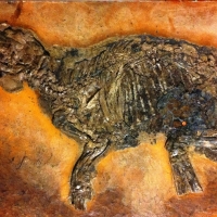 messel 2013 - Propaleotherium parvulum (petit cheval archaïque) - Photo jacques Dillon