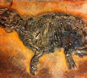 messel 2013 - Propaleotherium parvulum (petit cheval archaïque) - Photo jacques Dillon